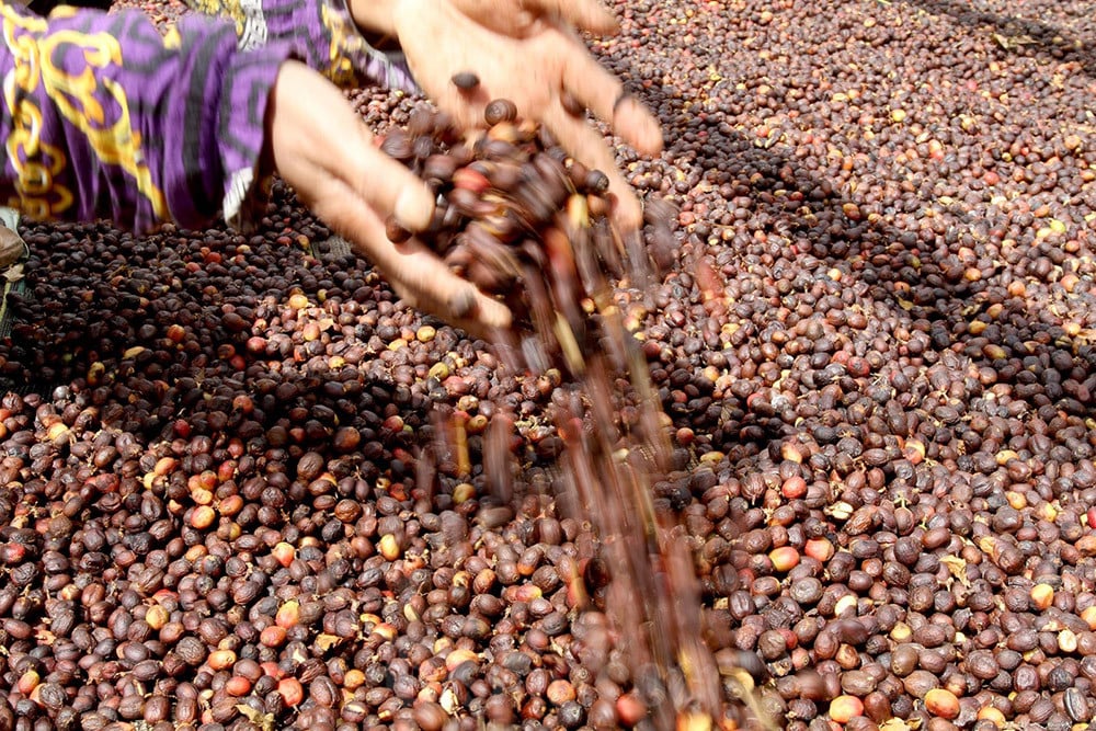  Pacu Produktivitas Kopi Indonesia