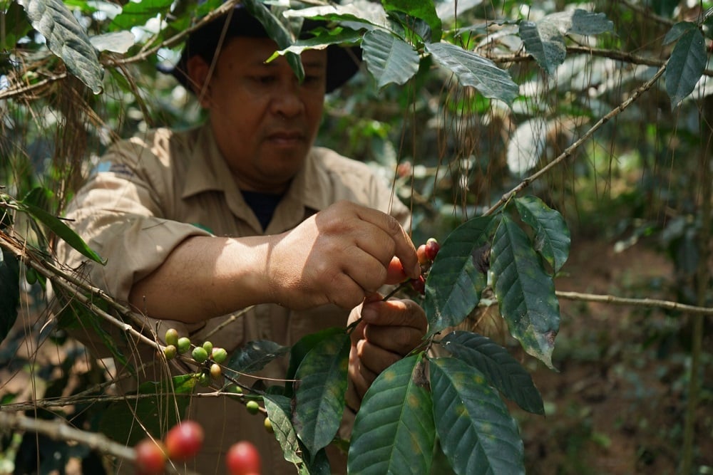  Dampingi Petani Kopi, Pupuk Kujang Raih Penghargaan di tingkat Asia