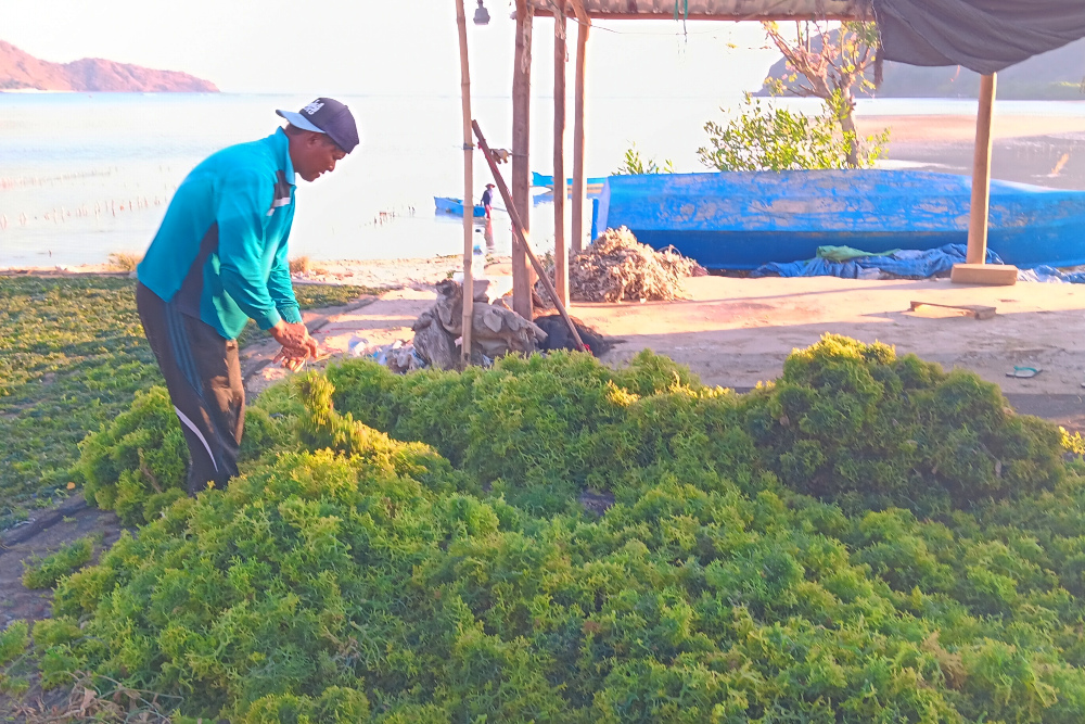  Jelajah Ekonomi Hijau: Petani Rumput Laut Berharap Kenaikan Harga