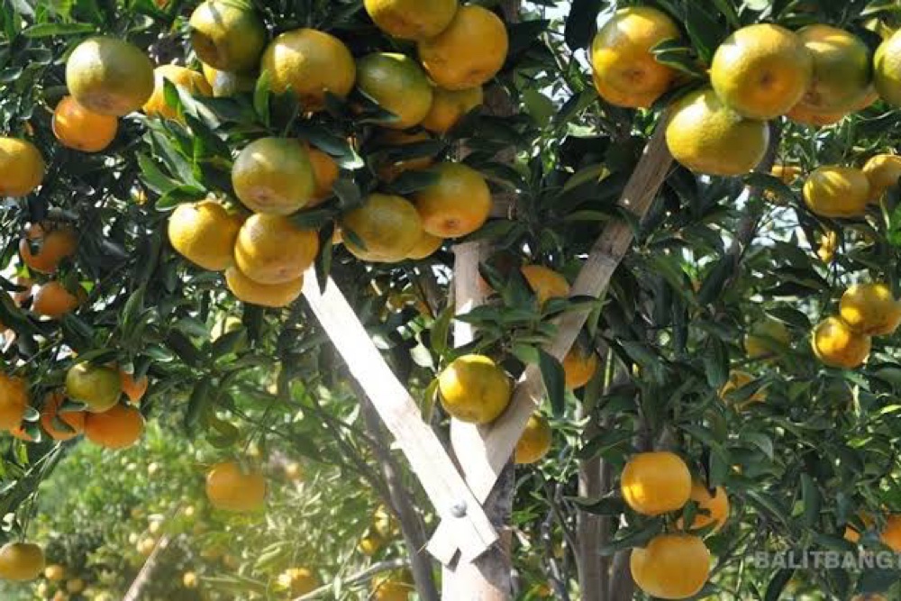  Ini 6 Jus Buah yang Baik untuk Kesehatan Otak Anda