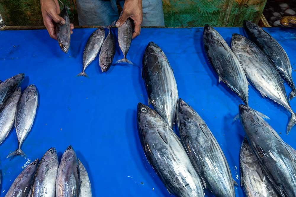  Penjualan Ikan di Palu Menurun Akibat Pengunaan Boraks Atau Formalin