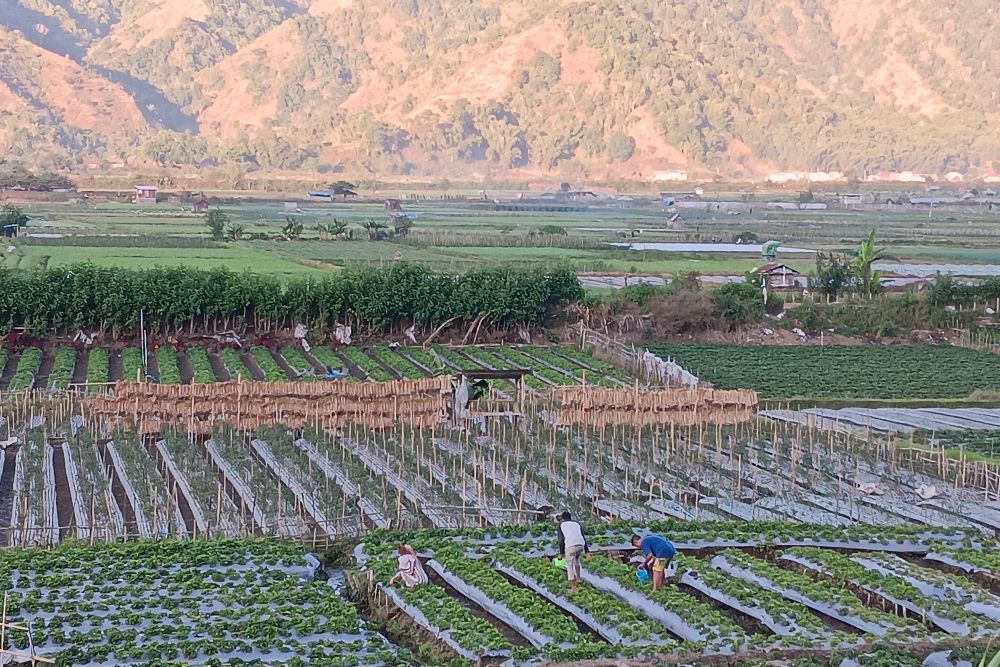  Jelajah Ekonomi Hijau: Wisata Petik Strawberry di Sembalun Beri Nilai Tambah Bagi Petani