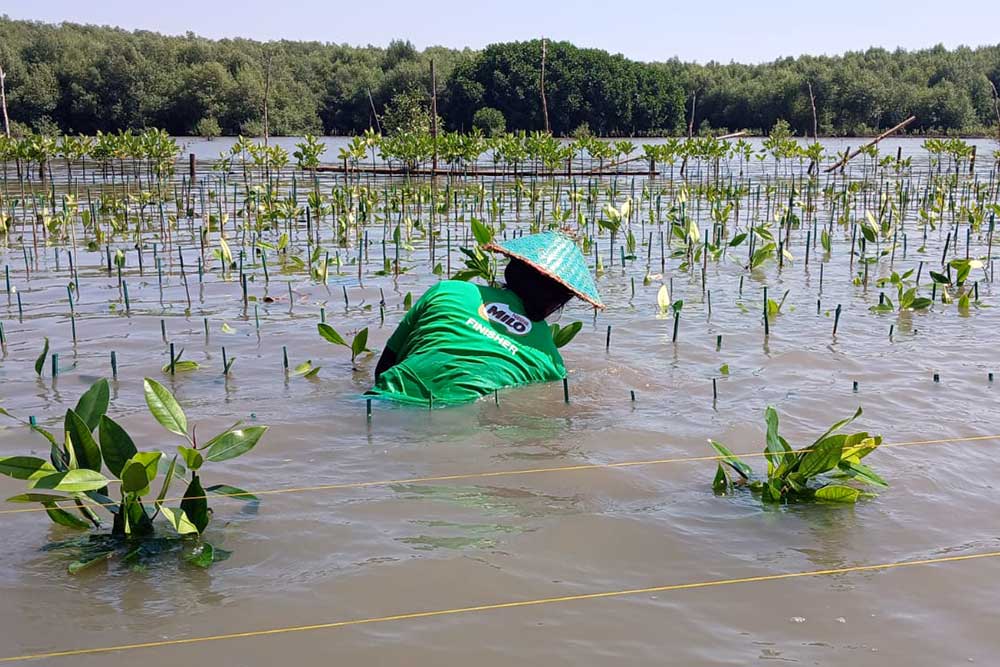  Nestle MILO melalui MILO ACTIV Indonesia Race 2023 Lakukan Penanaman 15.000 Mangrove untuk Pelestarian Lingkungan