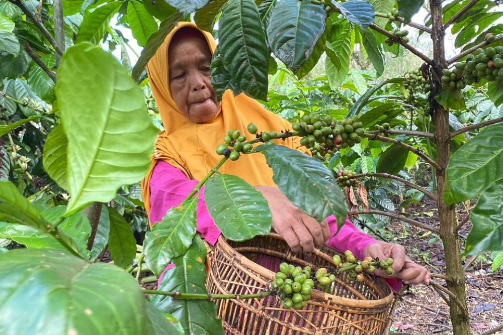  KOMODITAS PERKEBUNAN : Bank Sumsel Babel Perkokoh Daya Saing UMKM Kopi