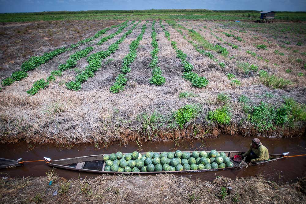  Lahan Gambut di Kalimatan Selatan Menjadi Menjadi Salah Satu Penghasil Buah Semangka Terbesar