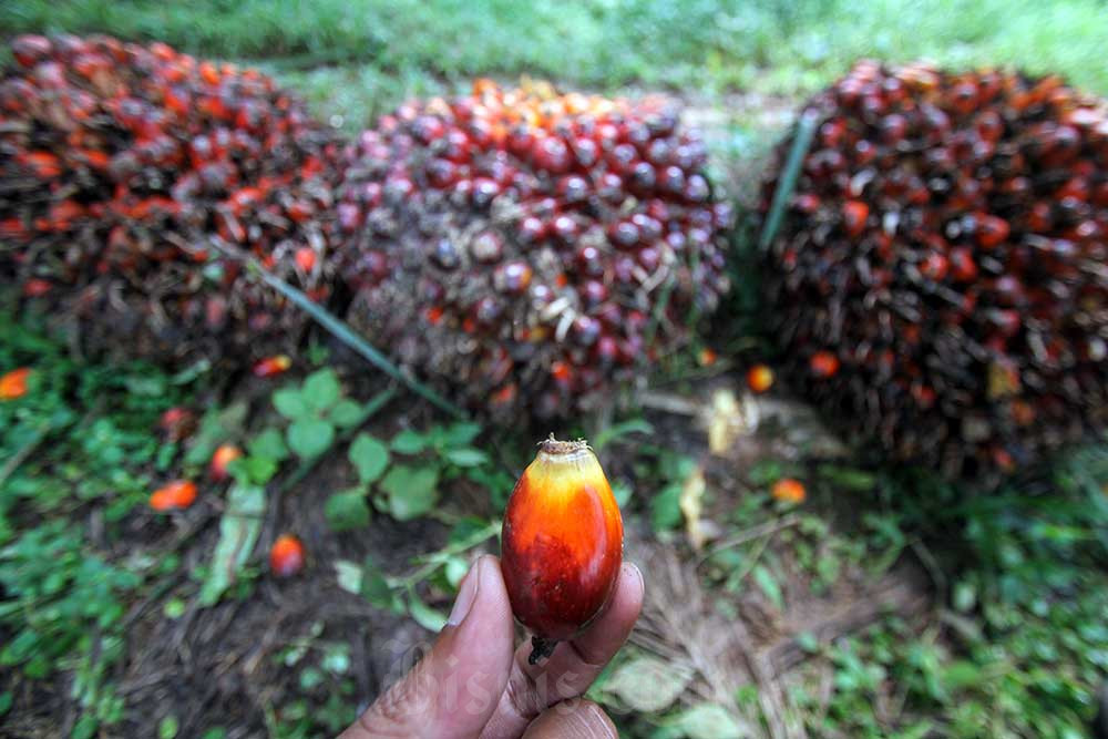  Harga TBS Sawit Sumut Hari Ini (25/7) Naik Tipis Jadi Rp2.994,68 per Kg