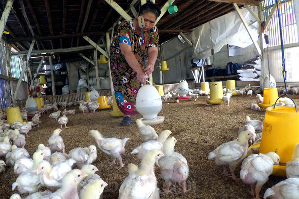  Peternak Ayam Didorong Gunakan Pakan Mandiri untuk Tekan Biaya