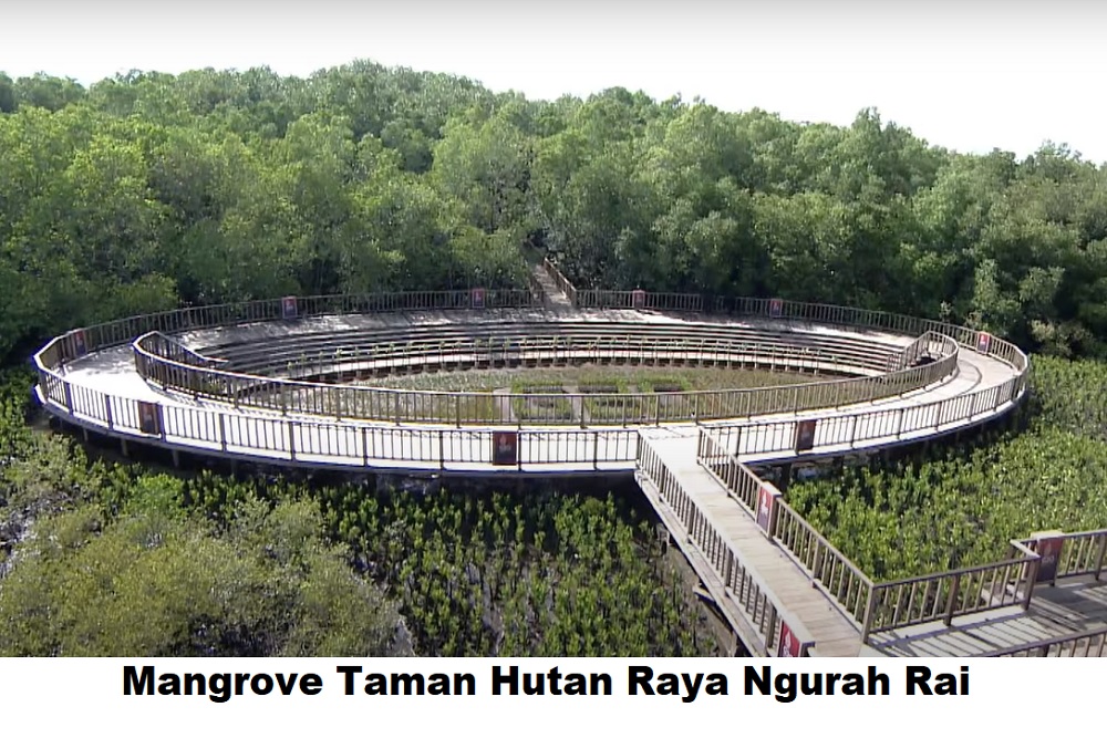  5 Wisata Mangrove Indonesia yang Menarik Dikunjungi