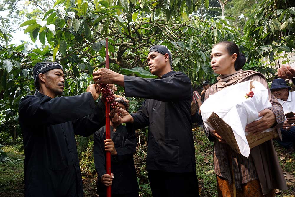  Tradisi Wiwit Kopi di Jombang Jawa Timur Digelar Untuk Menyambut Masa Panen Kopi