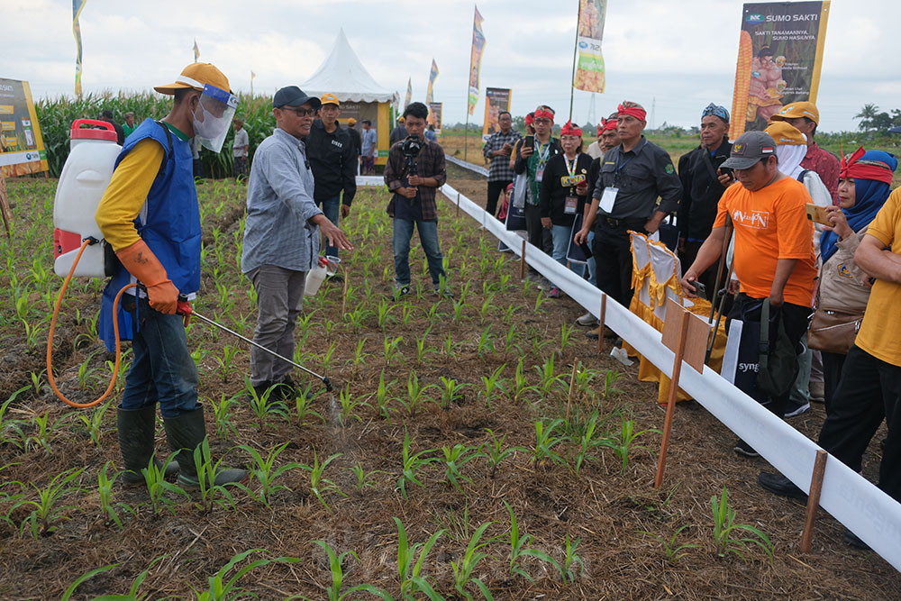  Memperkenalkan Jagung Bioteknologi Kepada Petani