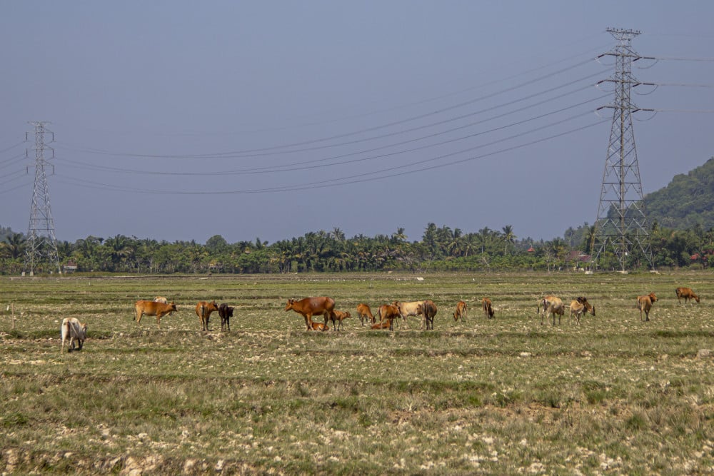  Lahan Sawah di Pesisir Selatan Sumbar Mengering Akibat Dilanda Cuaca Panas