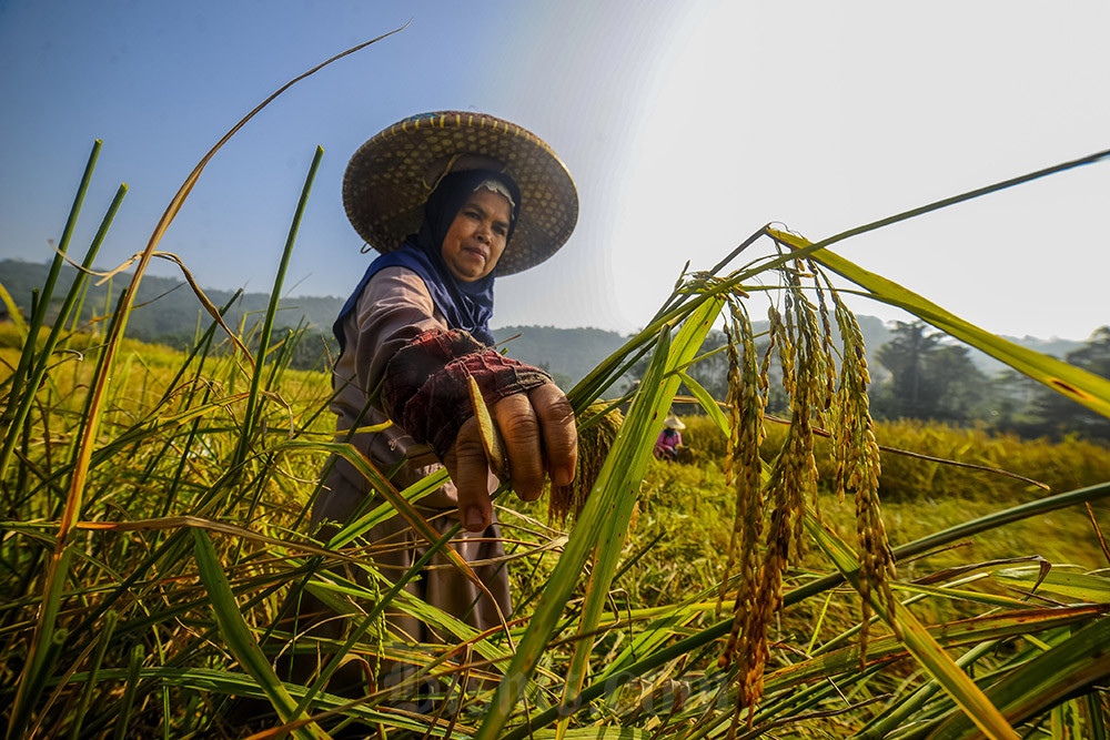  Panen Raya Padi Masyarakat Adat Kasepuhan Citorek