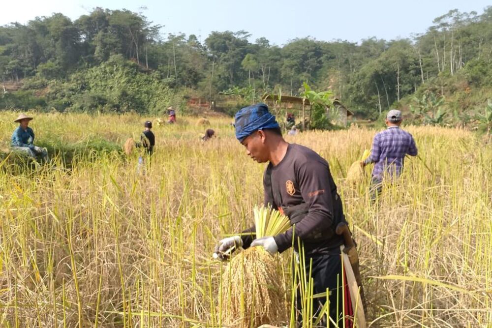  Petani Adat di Lebak Banten Panen Padi Lokal