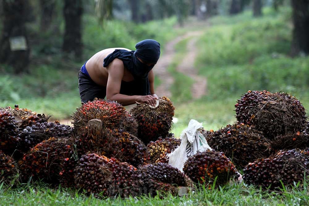  Harga TBS Sawit Sumut Sentuh Rp3.038,13 per Kg