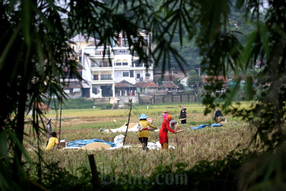  Dua Wilayah Pertanian di Sumbar Terdampak Cuaca Panas