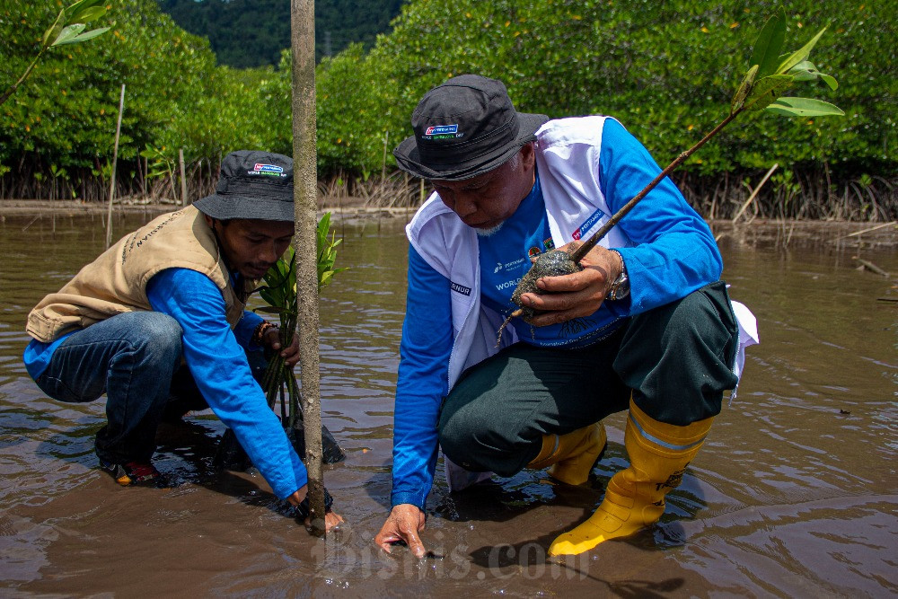  Pertamina Peringati World Mangrove Day di Taluak Buo