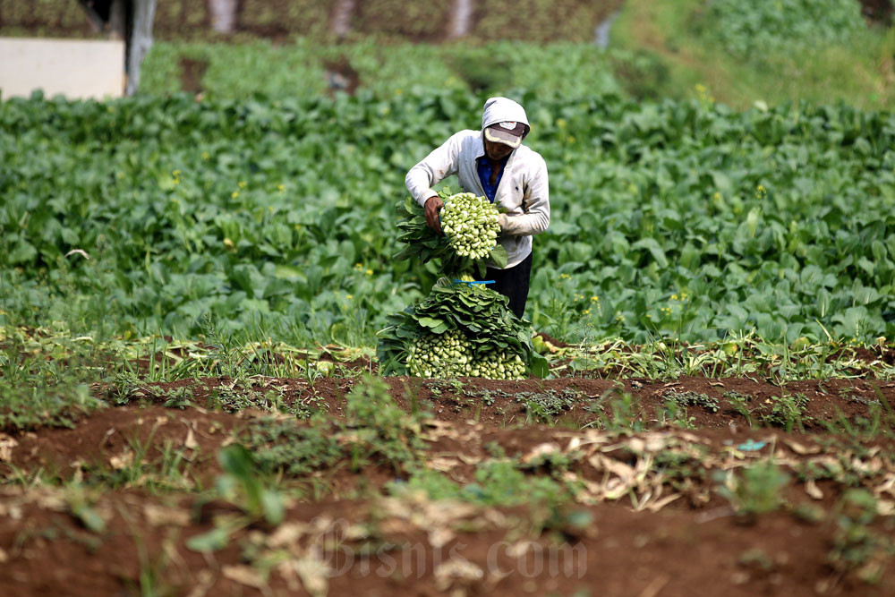  Ancang-ancang Petani Garut pada Puncak Musim Kemarau 2024