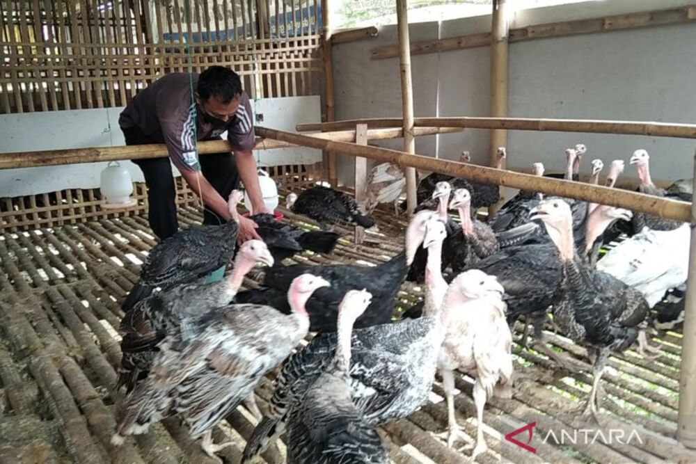  Vaksinasi Unggas Antisipasi Avian Influenza di Kudus Mulai Bergulir