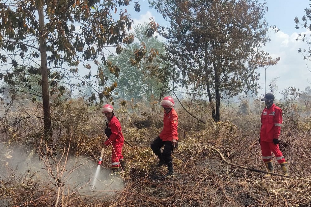  Sejumlah Lahan dan Kebun di Sumsel Terbakar, Ini Rincian Luasannya