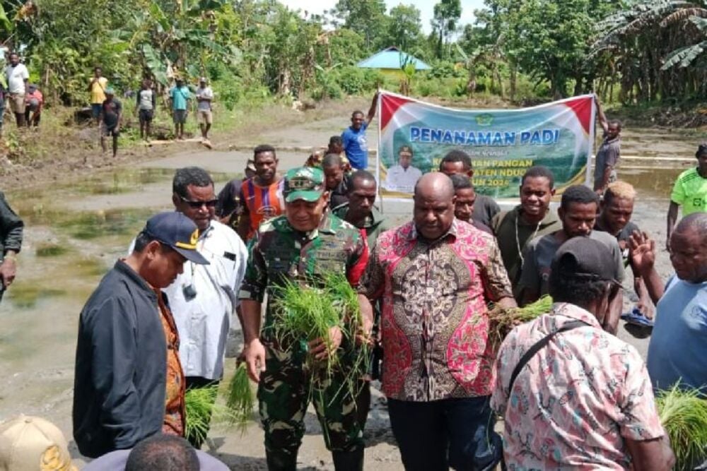  Lahan Tidur di Papua Pegunungan Didorong Ditanami Komoditas Pangan