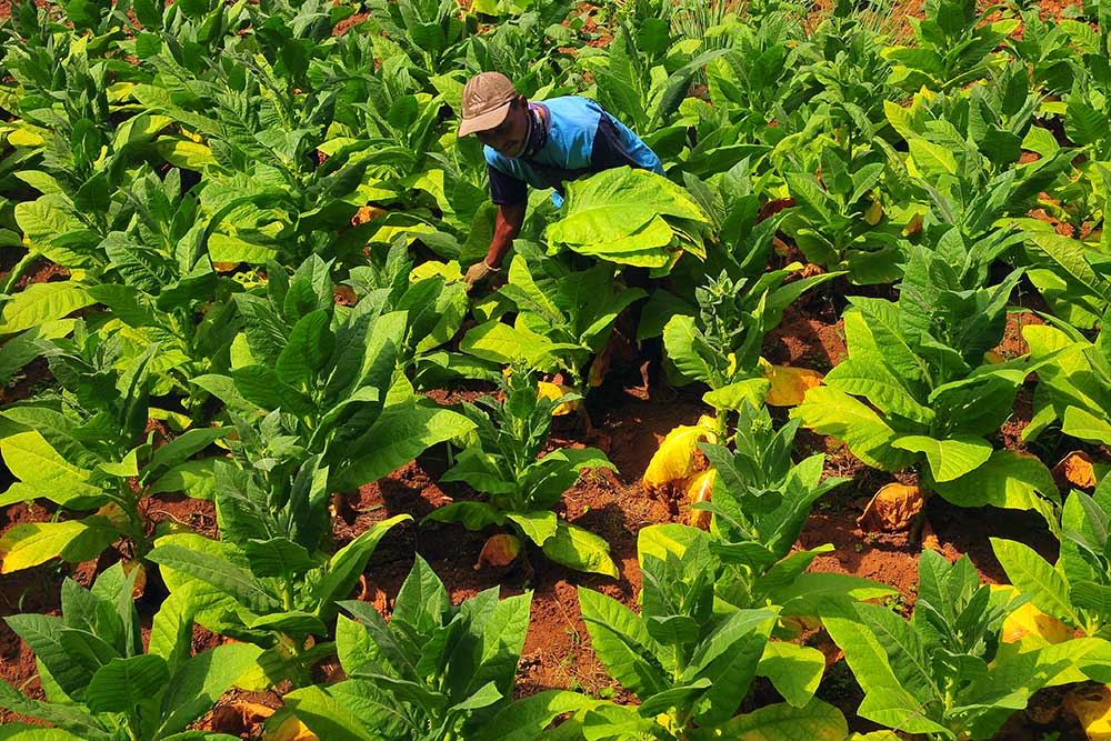  Petani di Kudus Mulai Mengembangkan Tanaman Tembakau Jenis Prancak dari Madura