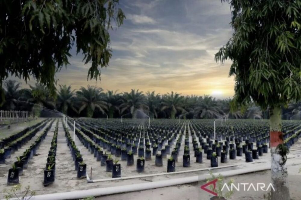 Hamparan pembibitan sawit unggul bersertifikat ./Antara-PalmCo Regional 3.