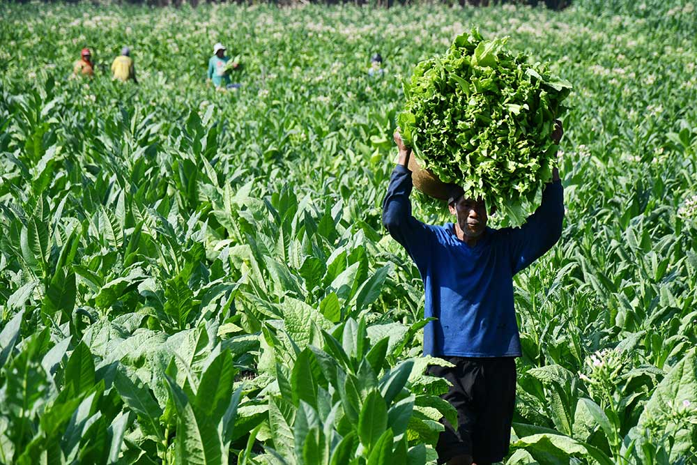 Pekerja mengusung daun tembakau yang dipanen di Ngale, Pilangkenceng, Kabupaten Madiun, Jawa Timur, Selasa (19/9/2023). Menurut petani setempat harga tembakau kering di tingkat petani saat ini Rp48 ribu hingga Rp50 ribu per kilogram, lebih tinggi dibanding musim panen tahun lalu Rp40 ribu per kilogram. ANTARA FOTO/Siswowidodo