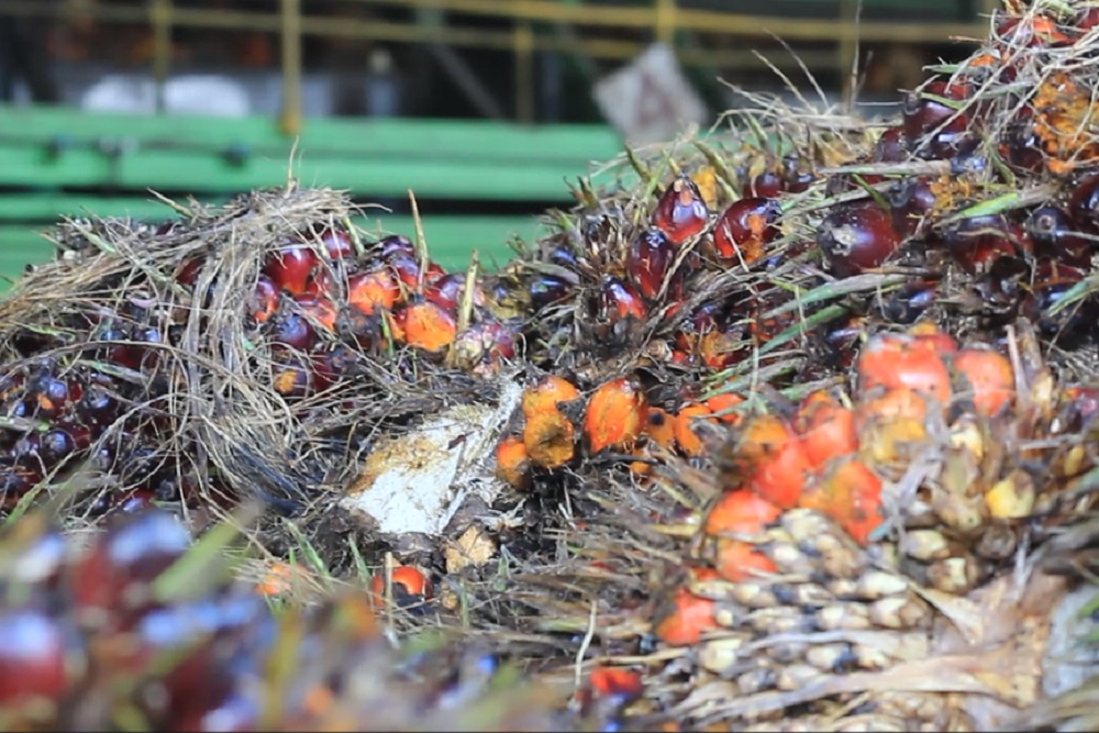 Tandan buah segar (TBS) sawit./Bisnis-Delfi