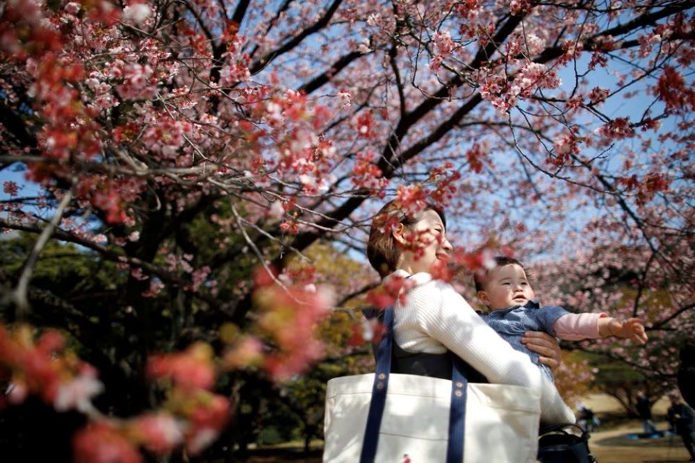 Seorang bayi berusia tujuh bulan dan ibunya melihat bunga sakura Kanzakura yang sedang mekar di Taman Nasional Shinjuku Gyoen di Tokyo, Jepang, 14 Maret 2018./Reuters