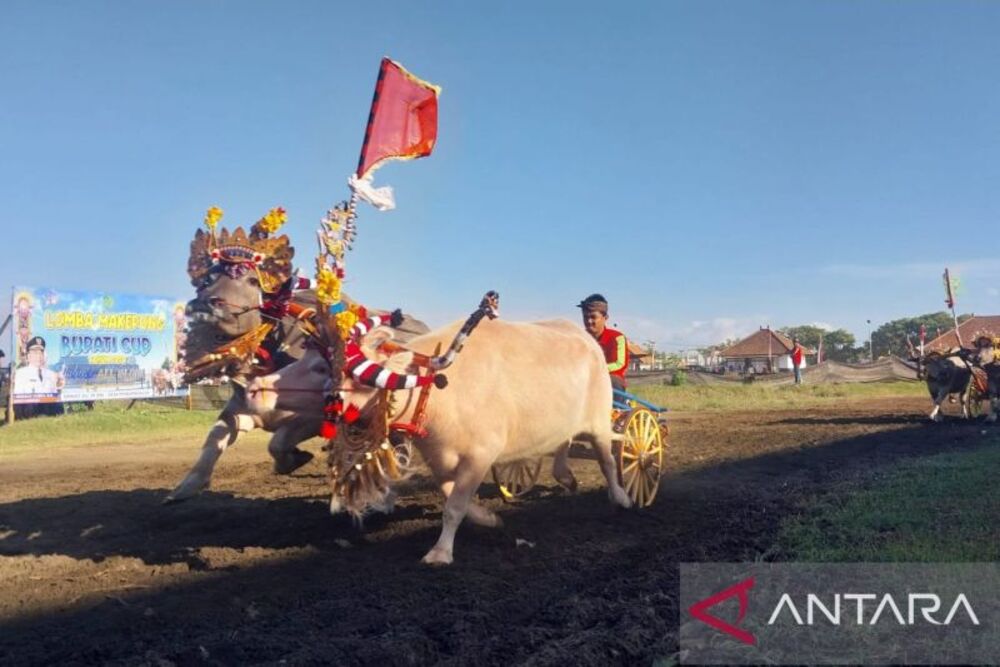  Makepung Bakal Disandingkan dengan Polo Berkuda