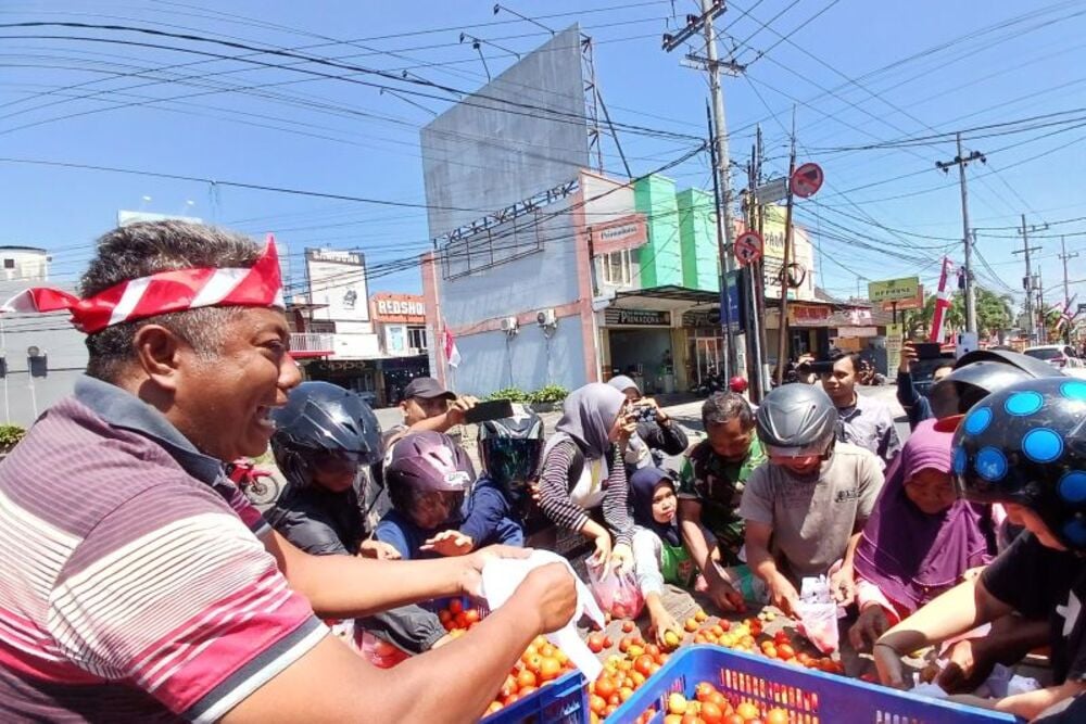  Harga Tomat Terjun Bebas, Petani Bagikan Gratis ke Warga