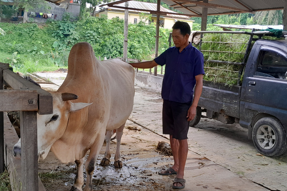  Sigi Berkomitmen Jadi Lumbung Ternak Sokong Kebutuhan Daging IKN