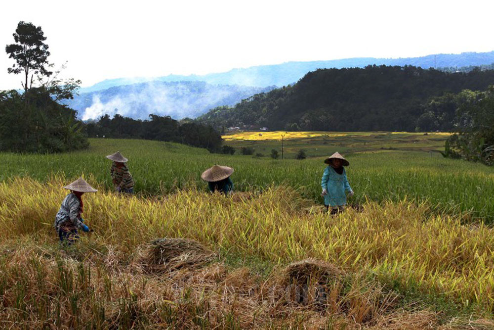  Kesiapan Sulawesi Topang Kebutuhan Pangan di IKN, Begini Analisis Pakar