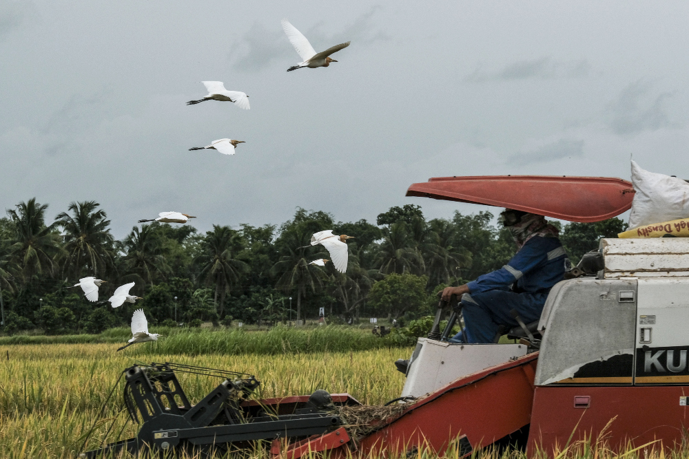  1.098 Hektare Sawah di Majalengka Kekeringan