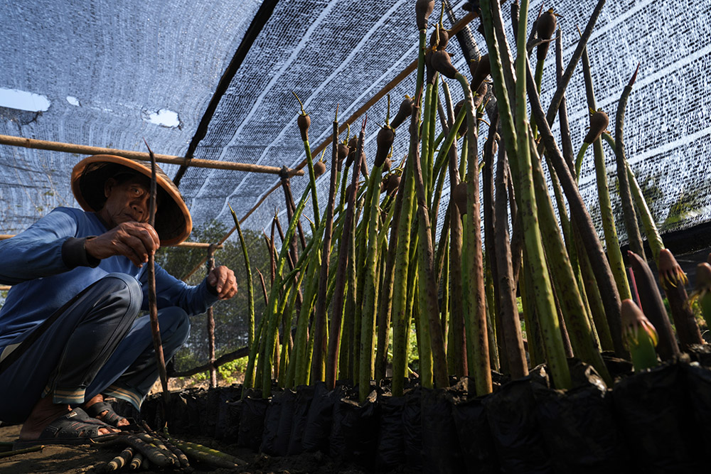  Pembibitan Mangrove Untuk Reforestasi Lahan Rusak