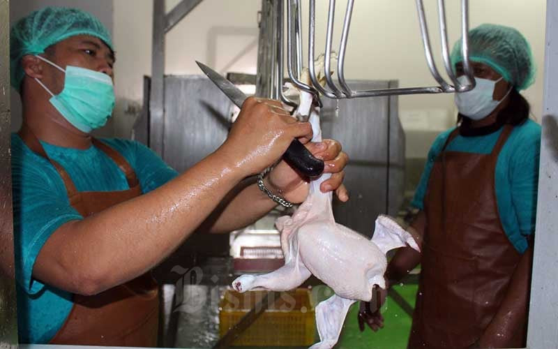  Kinerja Manis Emiten Unggas Berkolaborasi Program Makan Siang Gratis