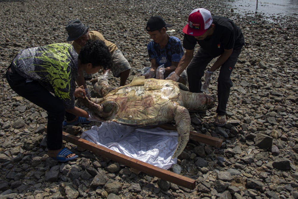  Penyu Hijau Betina Mati Terdampar di Pantai Taluak Buo Padang, Ini Penyebabnya