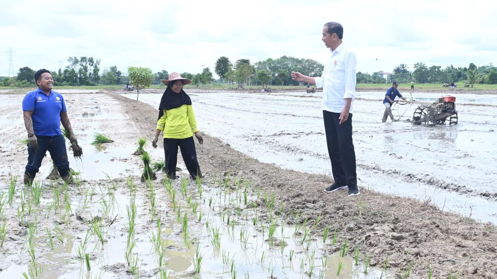  10 Tahun Jokowi: Mimpi Swasembada Kandas, RI Masih Impor Beras