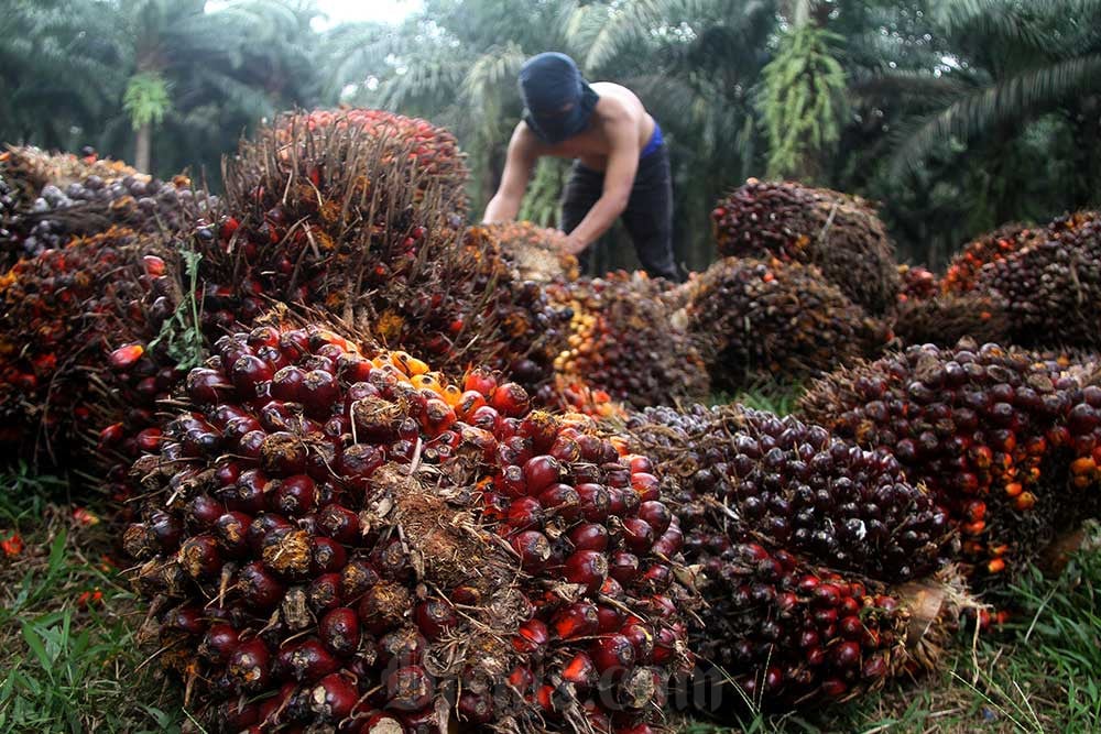  Jelang HUT ke-79 RI, Harga TBS Sawit Sumut Hari Ini (16/8) Turun Rp29,49 per Kg