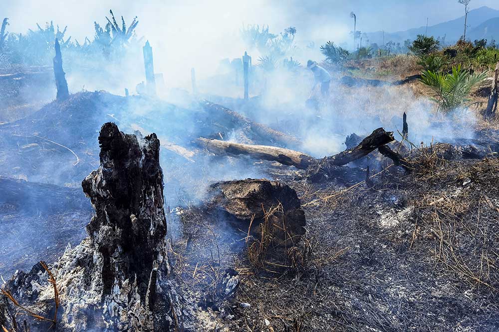  Kebakaran Lahan Sawit Ilegal di Kawasan Taman Nasional Bukit Tigapuluh Jambi