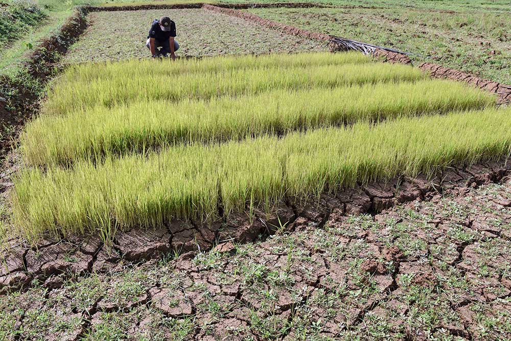  Lahan Pertanian di Ciamias Mulai Terdampak Kekeringan Akibat Musim Kemarau