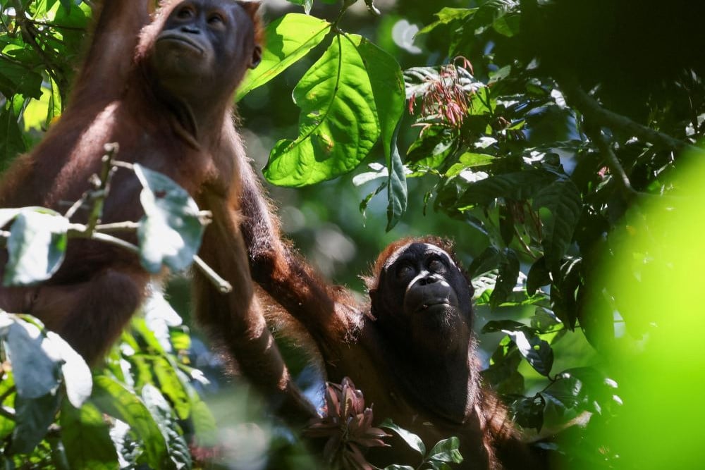  Malaysia Tawarkan Program Adopsi Orang Utan untuk Importir CPO