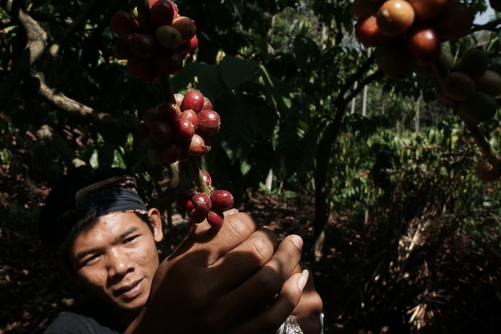  OJK Kaji Akses Keuangan untuk Petani Kopi Sumsel