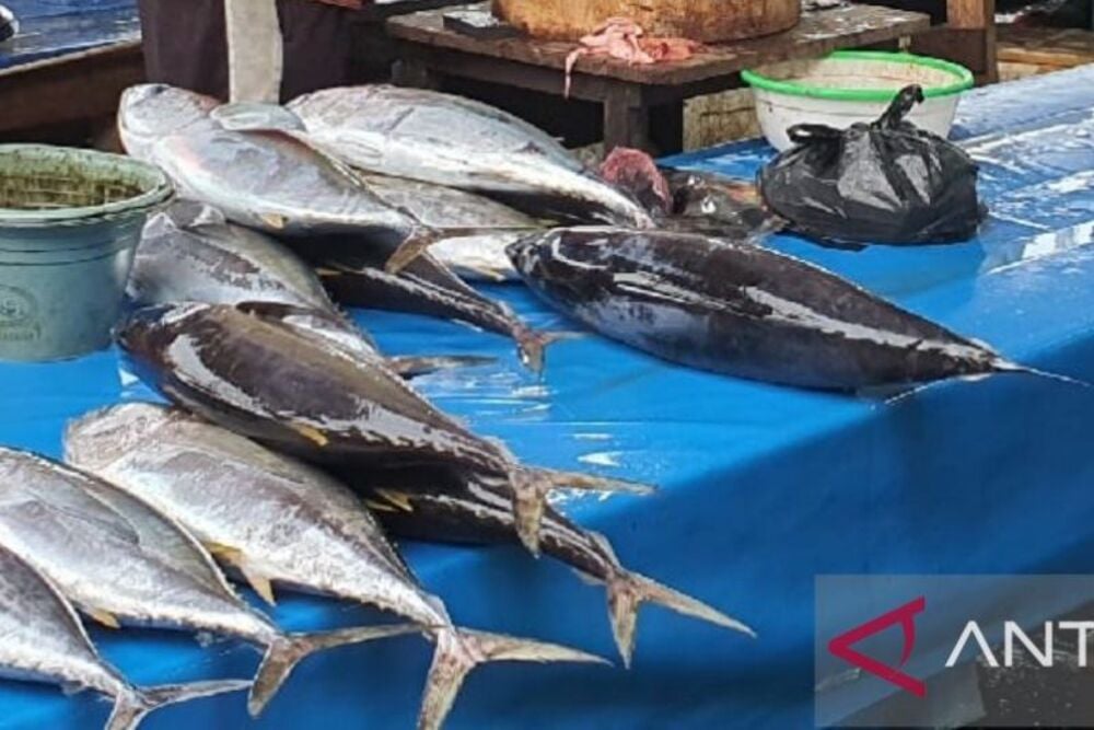  Produksi Ikan Tuna di Jayapura Mencapai 45 Ton per Tahun