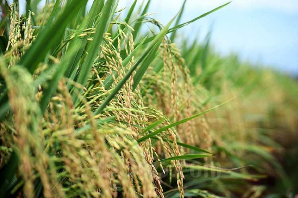  Produksi Padi Majalengka Diramal Anjlok 14,75%