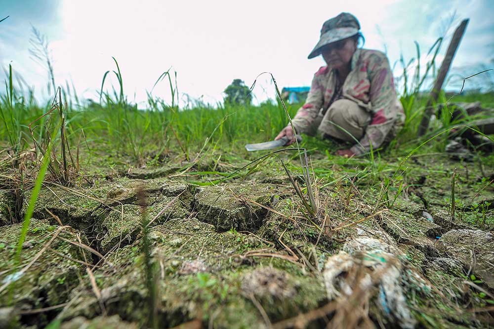  Puluhan Ribu Hektare Sawah di Jambi Terdampak Kekeringan