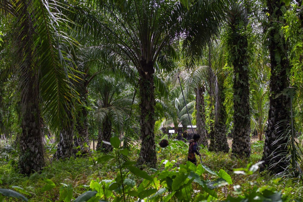  Apkasindo Tawarkan Solusi Angkat Harga Sawit Swadaya di Sumbar