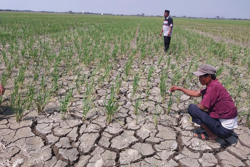  700 Hektare Sawah di Suranenggala Cirebon Kekeringan, Gagal Panen Mengancam