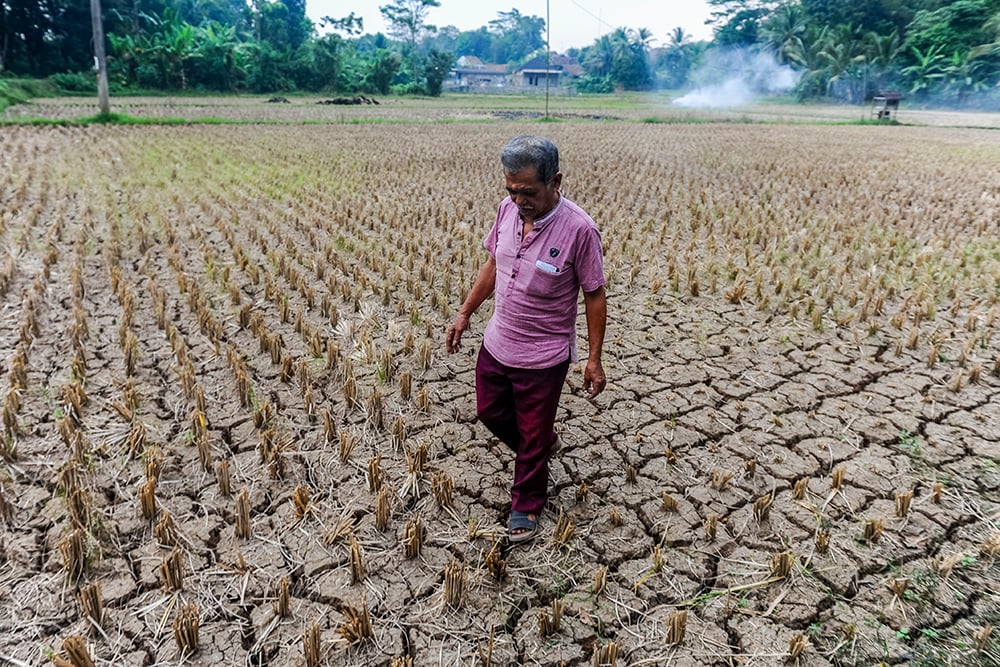  Sawah Terdampak Kekeringan di Lebak