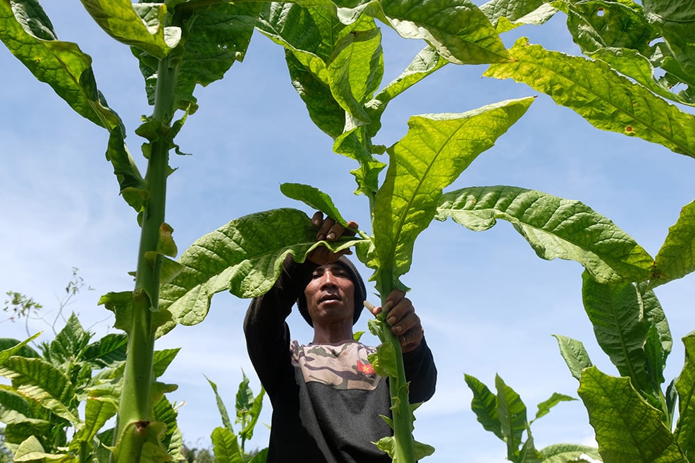  Panen Raya Tembakau di Temanggung